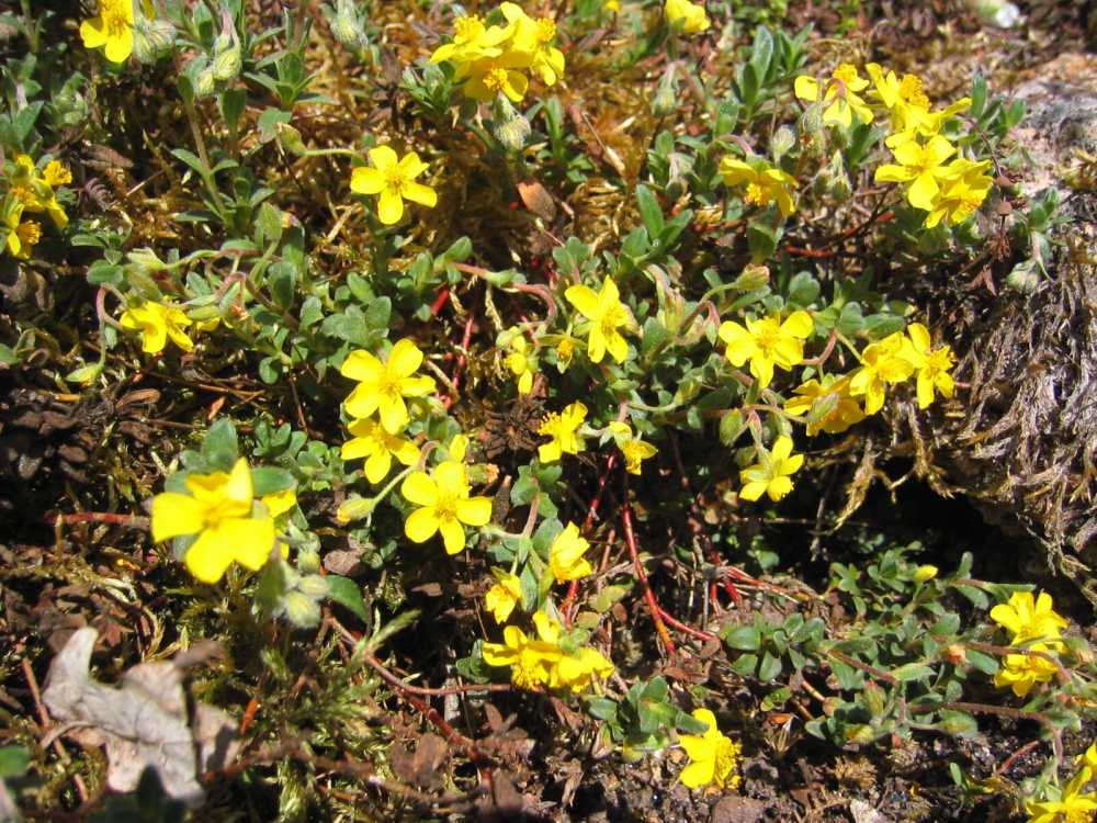 Helianthemum oelandicum (Alpen-Sonnenröschen)